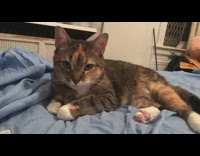 Cat says no to mom who wants to watch movie