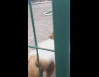 Brown chicken sit on back pony gate