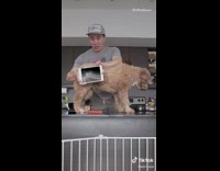 Guy scans xray over dogs body 