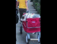 Guy pulls pig in red cart down sidewalk 