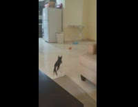 Black white cat fetch toy  like dog