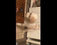 Scared dog barks at small toy motorcycle