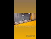 Pigeon bird get off at train station