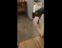 Brown dog doesnt like wearing shoes and jacket 