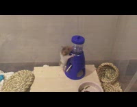 Brown hamster climbs purple water dispenser container 