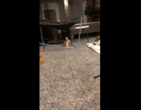 Rabbit bunny runs fast and hops around room