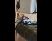 Pubity - Brown dog sleeps on back teeth showing 