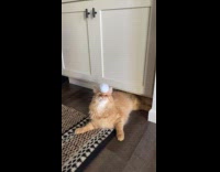 Cat gets hit with sushi plush toy