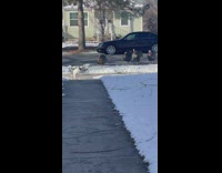 Dog tries to run away from turkeys 