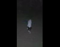 Girl talk to dog on yard night