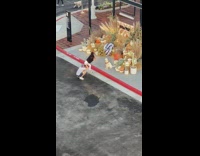 Uncooperative large brown dog sit pumpkin display