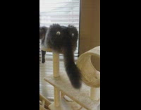 google eyes on black grey cat