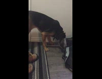 Brown dog box stuck to face by door