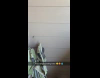 Orange straw sucks in hornet wasp