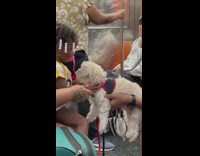 Little girl pets white dog on subway