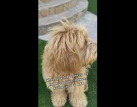 Bored dog gets new best friend