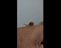 Small snail slowly crawls on the filmers arm