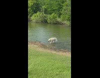 Large dog from river gag woman laughs