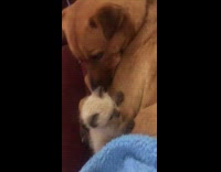 Kitten touches and lie down beside dog