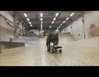 Collab KaleSaladIG - Black white pitbull rides skateboard in indoor skatepark 