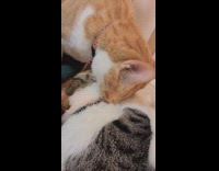 Orange cat bites and grooms other cat 