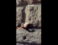 Fish places on the wall with metal