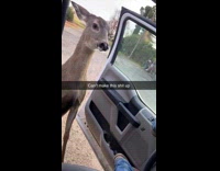 Deer kicks man and man kicks back 