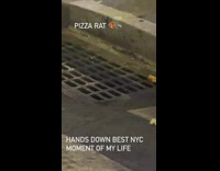 Rat in street drainage take pizza