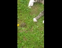 Mice pushes cats paw 