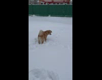 Young retriever dog experiencing and playing in snow