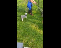 Gray dog angry bark at lawn mower