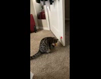 Cat playing with spring toy stuck on door