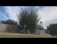 Time lapse guy trims green tree ladder