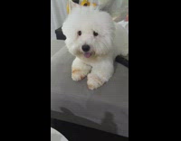 Owner shows poodle that ate her foundation makeup