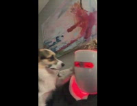 Collab Clips MPUGC2 - Dog scratching off red light mask on hooman