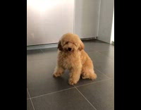 Dog puppy furry sleepy fell on floor