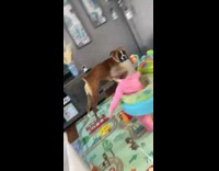 Baby girl in walker chair chases dog 