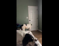 Dog closes bedroom door when all siblings are inside 