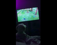Dog on bed watch Daily Dose video
