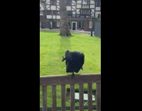 Crow bird sit on wooden fence yard