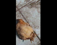 Small chick lies down in a weird position