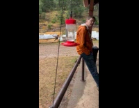 Hummingbird gets excited flap wings in feeder