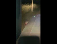 Small green frog on tractor hood farm