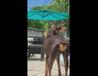 Butterfly lands on dogs nose