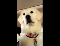Collab BitchMP - Black and white dog in car looking at people argue 