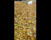 Brown puppy dog cowboy horse halloween costume