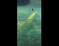 Dog runs up to other dog grass