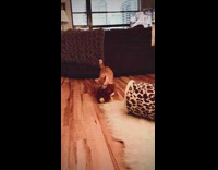 Cat jumps catches teddy bear slow motion