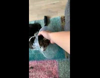 Guy help scratch cat with head cone 