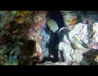 Fish hiding inside of rock with flash light on it 